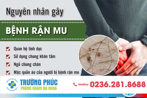 Bệnh Rận Mu Ở Nam Giới, Nguyên Nhân Do Đâu?